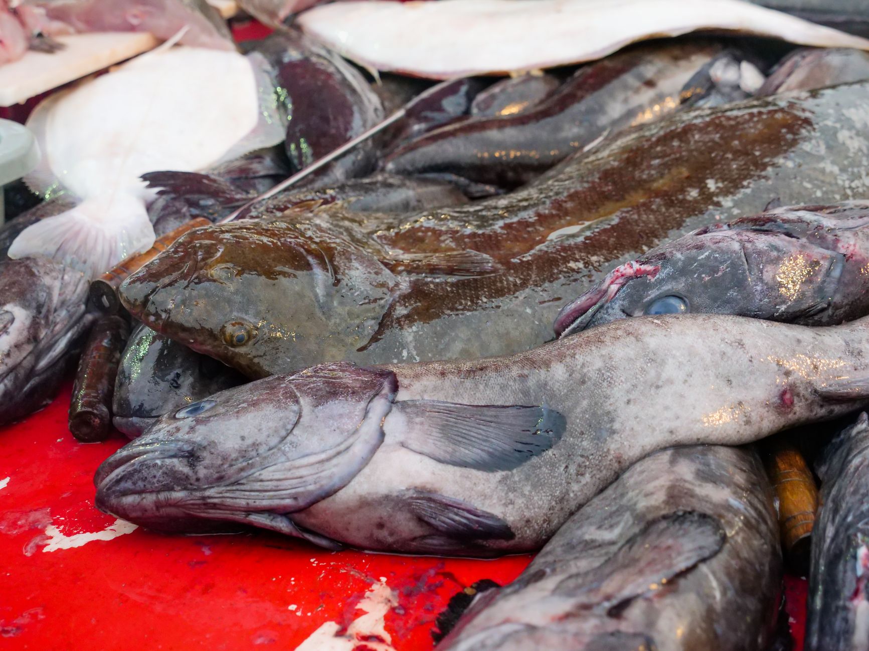 Färsk Fisk & Filéer